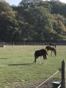 Paarden verzorger - Contract bepaalde tijd Voltijds - Yvelines Frankrijk