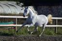 Ruin Lipizzan Te koop 2018 Schimmel