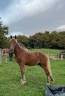 Ruin Welsh Partbred Te koop 2024 Lichte manen en staart ,  ti punch poupetiere