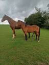Hengst New Forest Te koop 2023 Donker bruin / bai ,  ROB ROY DU GARON