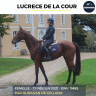 Merrie Franse draver  Te koop 2021 Donker bruin / bai ,  ouragan de celland