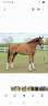 5 jarige dressuur ruin Imposatos x Metall