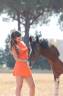 Hengst Franse rijpony PFS Te koop 2016 Bont