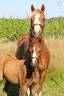 Veulen (vr) Welsh Pony (Section B) Te koop 2025 Vos ,  EYARTH ANOKI