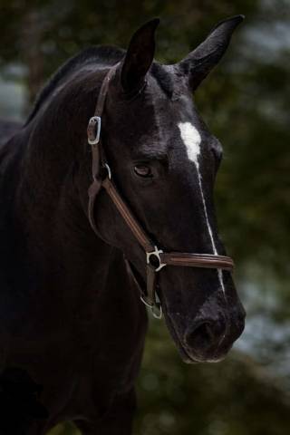 Merrie PRE Puur Ras Spaans Te koop 2018 Zwart