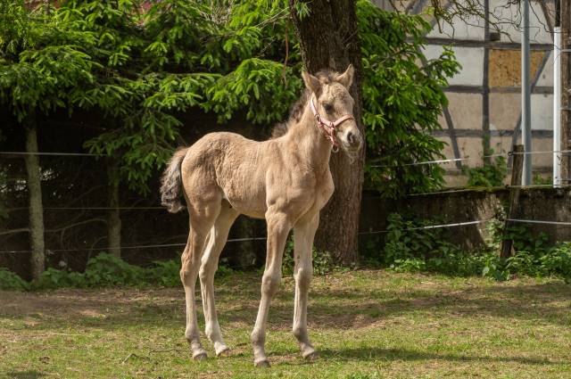 Veulen (vr) Franse rijpony PFS Te koop 2025 Isabel ,  Light Star de Florys