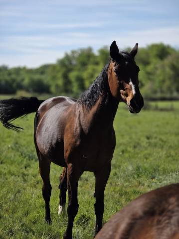 Merrie Selle Fran&ccedil;ais Te koop 2008 Bruin / Bai