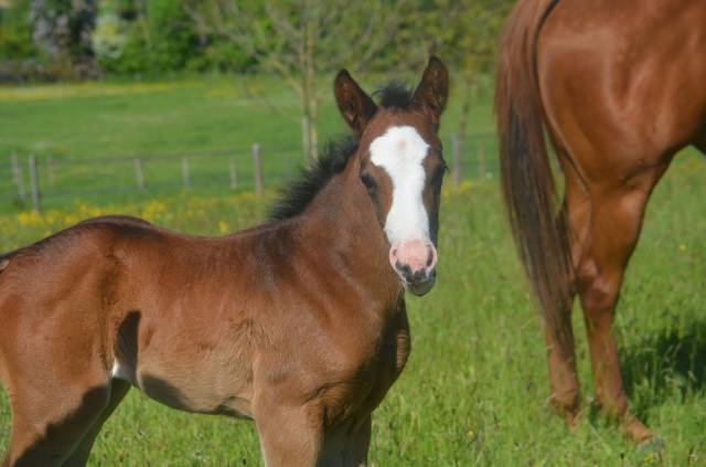 Veulen (vr) Paint Horse Te koop 2026 Donker bruin / bai ,  Classic cowboy spirit