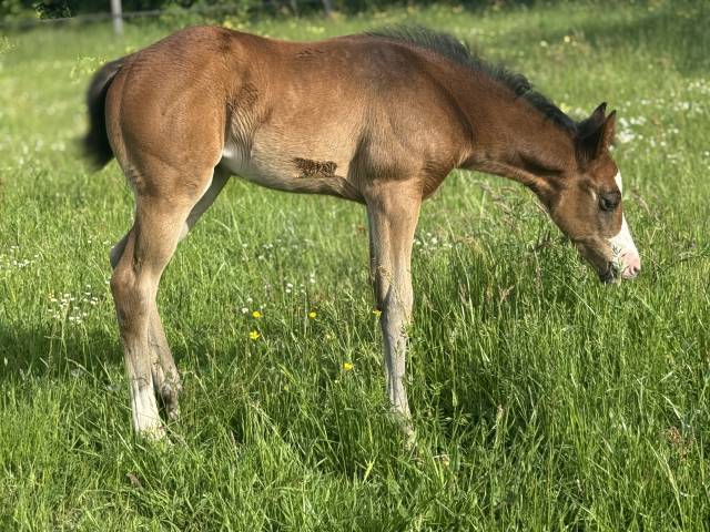 Veulen (vr) Paint Horse Te koop 2026 Donker bruin / bai ,  Classic cowboy spirit