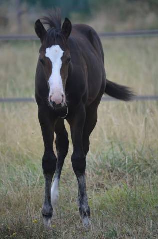Veulen (vr) Paint Horse Te koop 2026 Donker bruin / bai ,  Classic cowboy spirit