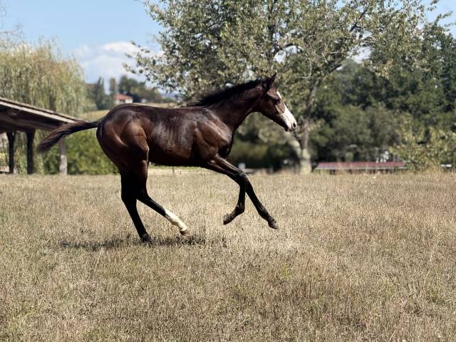 Veulen (vr) Paint Horse Te koop 2026 Donker bruin / bai ,  Classic cowboy spirit
