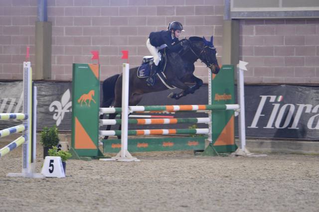 Ruin Franse rijpony PFS Te koop 2013 Bruin / Bai
