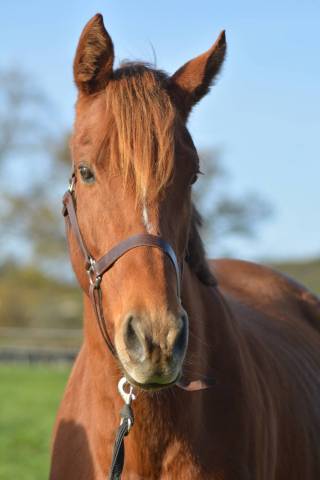 Merrie Engels volbloed Te koop 2021 Vos