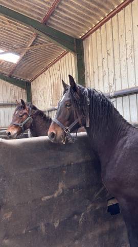 Ruin Welsh Pony (Section D), Welsh Cob  Te koop 2024 Bruin / Bai
