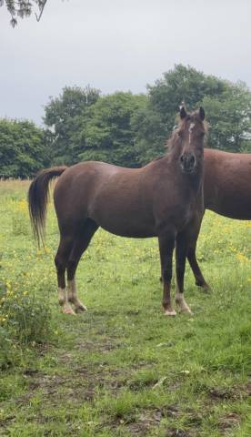 Merrie Franse rijpony PFS Te koop 2022 Koffie vos