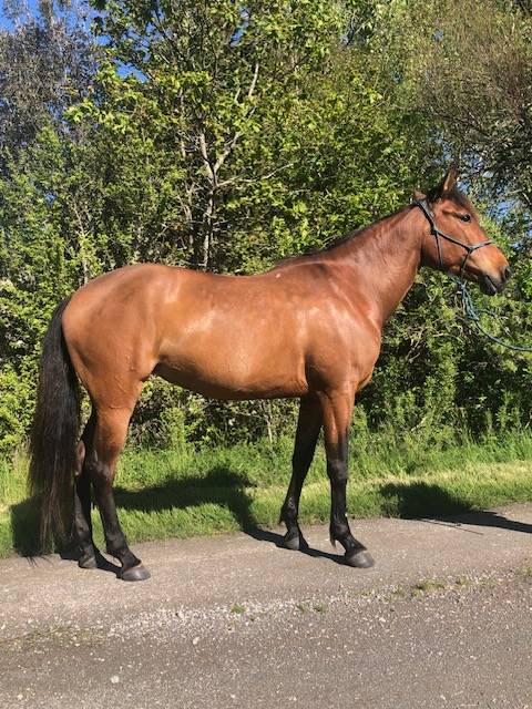 Merrie Lusitano Te koop 2014 Donker bruin / bai ,  vibrato