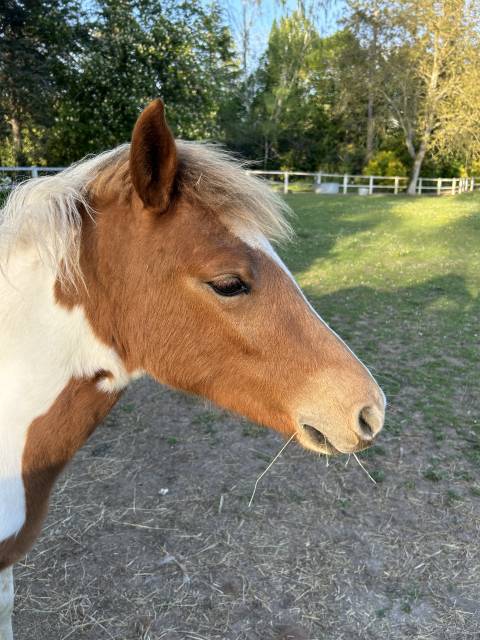 Veulen (vr) Franse rijpony PFS Te koop 2025 Bont ,  EUROGEN FANTOMAS