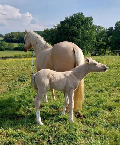 Veulen (ml) Franse rijpony PFS Te koop 2026 Palomino ,  Swyn Barrade
