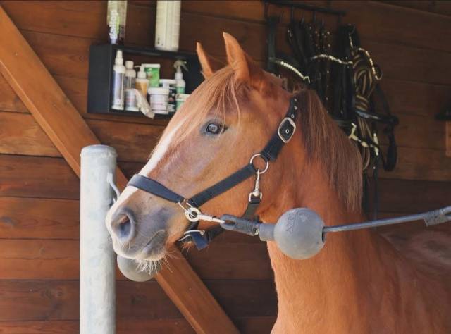 Merrie Franse rijpony PFS Te koop 2022 Vos ,  Follow me fast