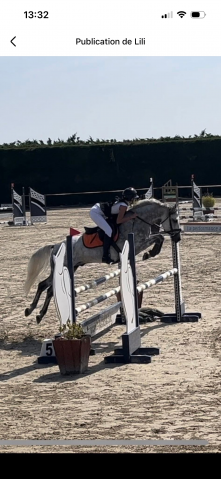 Ruin Franse rijpony PFS Te koop 2016 Schimmel