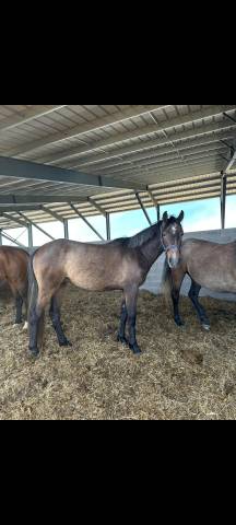 Ruin Franse rijpony PFS Te koop 2023 Schimmel