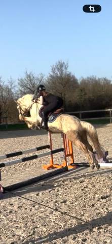 Ruin Franse rijpony PFS Te koop 2022 Palomino ,  Cremell'aux Lays