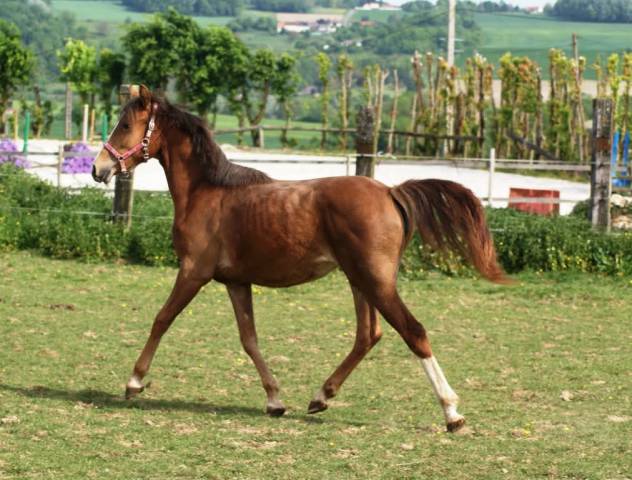 Veulen (vr) Franse rijpony PFS Te koop 2025 Koffie vos ,  Carwyn d'isky