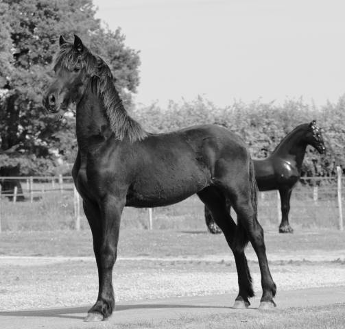 Veulen (vr) Fries Te koop 2025 Zwart ,  Alwin 469 Sport AAA PREF