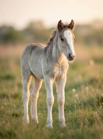 Veulen (ml) Gypsy Cob Te koop 2026 Lichte manen en staart