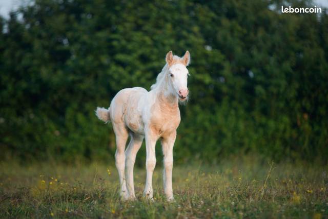 Veulen (vr) Gypsy Cob Te koop 2025 Palomino