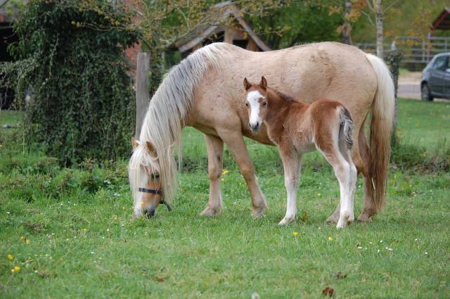 Veulen (vr) Welsh Pony (Section A) Te koop 2026 Isabel ,  BOOTHSDALE STARFIRE