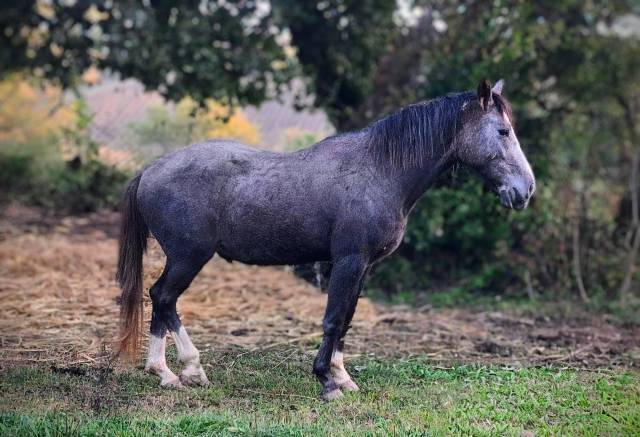 Ruin Bekend ras Te koop 2023 Schimmel ,  Jingle star kerveyer
