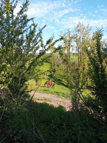 Veulen (vr) Trekpaard Te koop 2023 Donker bruin / bai ,  OMER DE LONGUE VUE