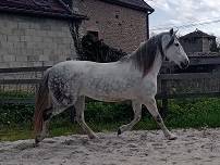 Merrie PRE Puur Ras Spaans Gratis 2009 Schimmel