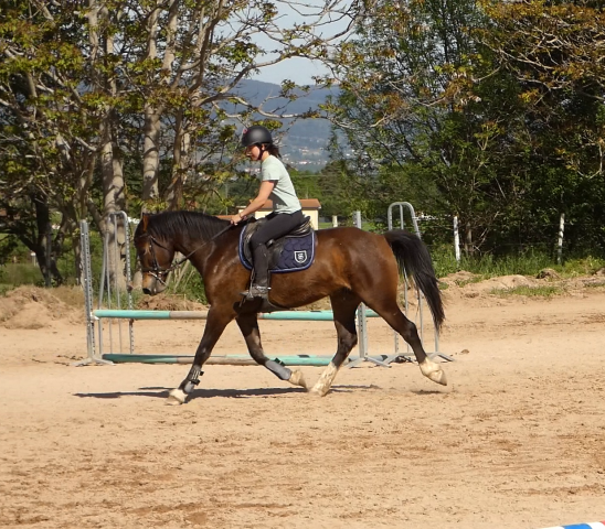 Ruin Welsh Partbred Te koop 2022 Donker bruin / bai ,  galahad des allees