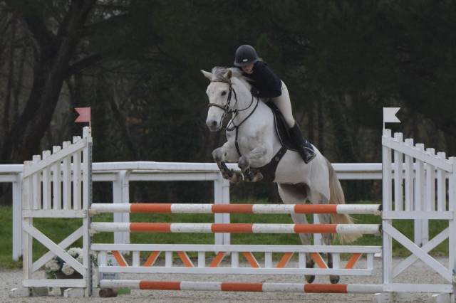 Merrie Franse rijpony PFS Te koop 2020 Schimmel