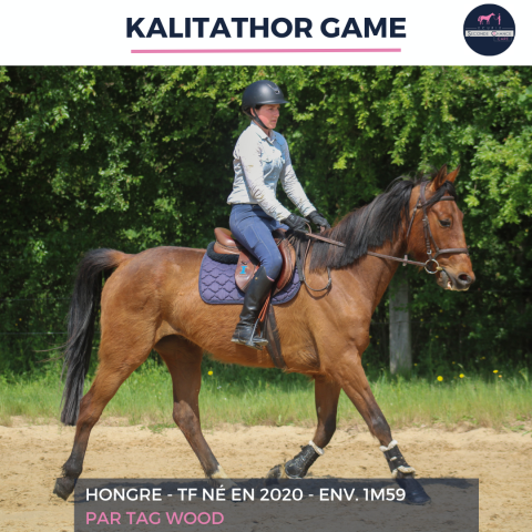 Ruin Franse draver  Te koop 2020 Donker bruin / bai