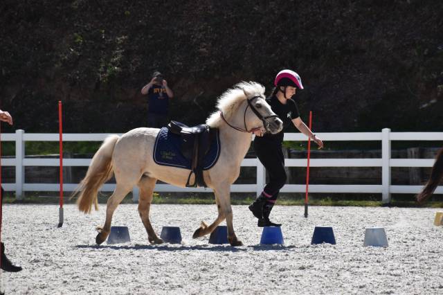 Merrie Welsh Pony (Section B) Te koop 2015 Palomino