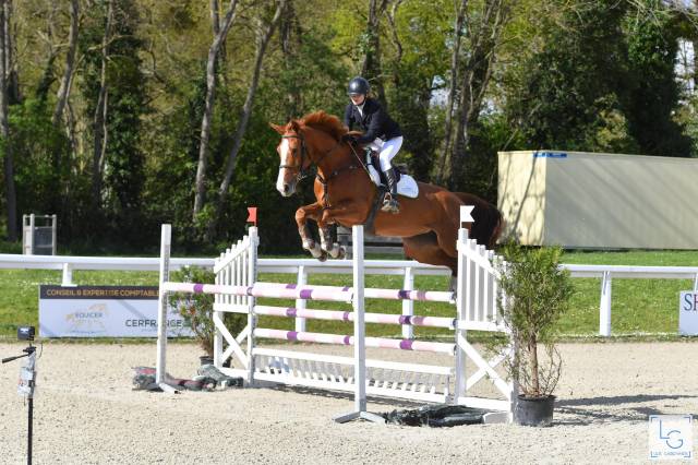 Merrie Selle Fran&ccedil;ais Te koop 2015 Vos ,  QUINTUS d'09