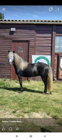 Dekhengst Dartmoor Te koop 2022 Schimmel