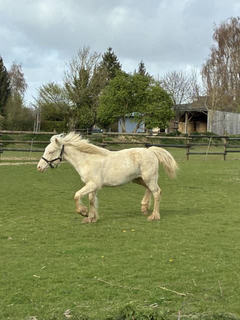 Veulen (vr) Welsh Pony (Section D), Welsh Cob  Te koop 2025 Cr&egrave;me ,  Ubiwan des colines