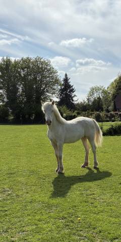Veulen (vr) Welsh Pony (Section D), Welsh Cob  Te koop 2025 Cr&egrave;me ,  Ubiwan des colines