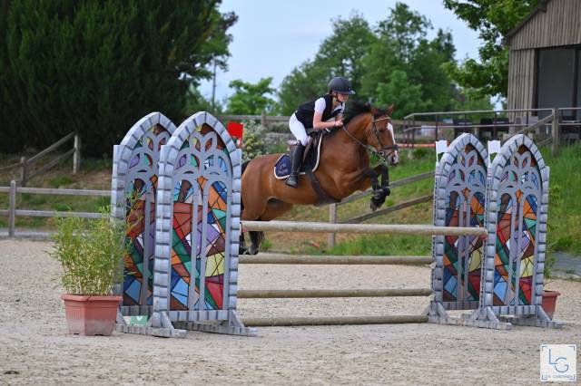 Merrie Belgische pony Te koop 2018 Donker bruin / bai