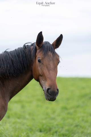 Merrie Selle Fran&ccedil;ais Te koop 2022 Donker bruin / bai ,  CANTURO