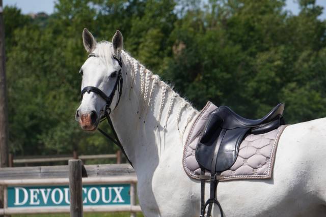 Ruin Lipizzan Te koop 2018 Schimmel