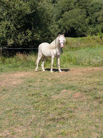 Hengst Welsh Pony (Section A) Te koop 2025 Cr&egrave;me