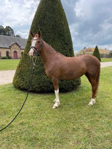 Merrie Franse rijpony PFS Te koop 2019 Vos ,  POPSTAR DES NOUETTES