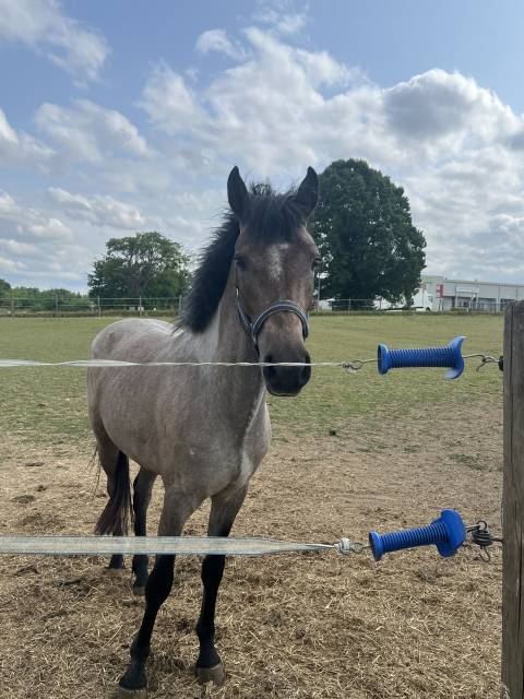 Hengst Franse rijpony PFS Te koop 2023 Overige kleuren ,  DEXTER LEAM PONDY