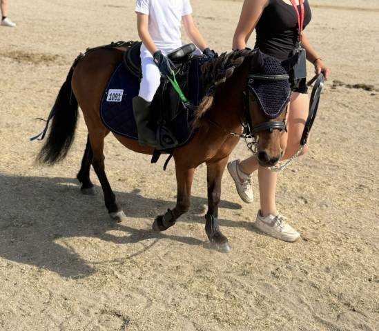 Merrie Shetland Te koop 2019 Donker bruin / bai