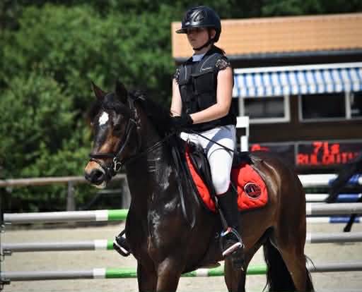 Merrie Franse rijpony PFS Te koop 2017 Donker bruin / bai